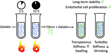 Graphical abstract: A defined heat pretreatment of gelatin enables control of hydrolytic stability, stiffness, and microstructural architecture of fibrin–gelatin hydrogel blends