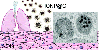 Graphical abstract: Biological interactions of ferromagnetic iron oxide–carbon nanohybrids with alveolar epithelial cells