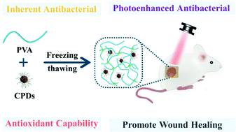 Graphical abstract: Photothermal-enhanced antibacterial and antioxidant hydrogel dressings based on catechol-modified chitosan-derived carbonized polymer dots for effective treatment of wound infections