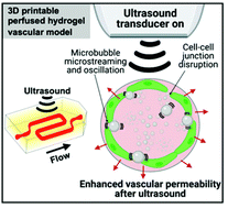 Graphical abstract: A 3D printable perfused hydrogel vascular model to assay ultrasound-induced permeability