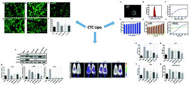 Graphical abstract: A new approach based on CXCR4-targeted combination liposomes for the treatment of liver fibrosis