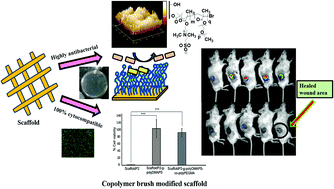 Graphical abstract: Retracted Article: Cytocompatible, soft and thick brush-modified scaffolds with prolonged antibacterial effect to mitigate wound infections