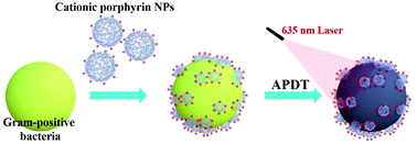 Graphical abstract: Cationic porphyrin-based nanoparticles for photodynamic inactivation and identification of bacteria strains