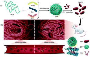 Graphical abstract: Smart erythrocyte-hitchhiking insulin delivery system for prolonged automatic blood glucose control