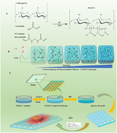 Graphical abstract: Development of a polyacrylamide/chitosan composite hydrogel conduit containing synergistic cues of elasticity and topographies for promoting peripheral nerve regeneration