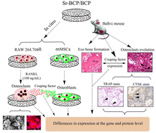Graphical abstract: Enhanced ectopic bone formation by strontium-substituted calcium phosphate ceramics through regulation of osteoclastogenesis and osteoblastogenesis