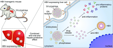 Graphical abstract: A carrier-free metal–organic hybrid nanoassembly with combination anti-viral and hepato-protective activity for hepatitis B treatment