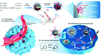 Graphical abstract: “Spear and shield in one” nanochaperone enables protein to navigate multiple biological barriers for enhanced tumor synergistic therapy