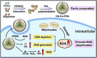 Graphical abstract: One-pot fabrication of a polydopamine-based nanoplatform for GSH triggered trimodal ROS-amplification for cancer therapy