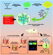 Graphical abstract: Polyphenol derived bioactive carbon quantum dot-incorporated multifunctional hydrogels as an oxidative stress attenuator for antiaging and in vivo wound-healing applications