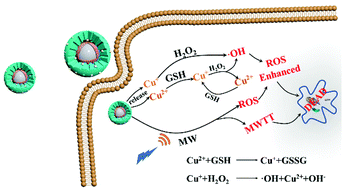 Graphical abstract: A core–shell liquid metal-Cu nanoparticle with glutathione consumption via an in situ replacement strategy for tumor combination treatment of chemodynamic, microwave dynamic and microwave thermal therapy