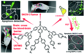 Graphical abstract: Molecular-engineered highly photosensitive triarylphosphine oxide compounds for apoptosis imaging and selectively inducing apoptosis of tumor cells by photodynamic therapy