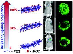 Graphical abstract: Effects of iRGD conjugation density on the in vitro and in vivo properties of cylindrical polymer brushes