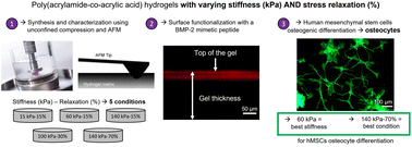 Graphical abstract: Interplay of matrix stiffness and stress relaxation in directing osteogenic differentiation of mesenchymal stem cells