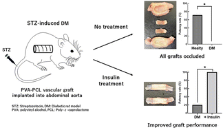 Graphical abstract: Insulin therapy maintains the performance of PVA-coated PCL grafts in a diabetic rat model