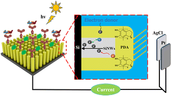 Graphical abstract: A novel photoelectrochemical sensor based on SiNWs@PDA for efficient detection of myocardial infarction