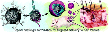 Graphical abstract: CaCO3-based carriers with prolonged release properties for antifungal drug delivery to hair follicles