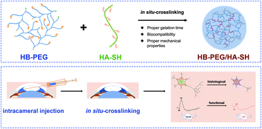 Graphical abstract: In situ-crosslinked hydrogel-induced experimental glaucoma model with persistent ocular hypertension and neurodegeneration