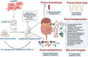 Graphical abstract: Mesenchymal stem cell-derived exosome mitigates colitis via the modulation of the gut metagenomics–metabolomics–farnesoid X receptor axis