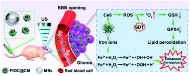 Graphical abstract: Synergistic therapy for orthotopic gliomas via biomimetic nanosonosensitizer-mediated sonodynamic therapy and ferroptosis