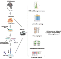 Graphical abstract: Analysis of the potential role of photocurable hydrogel in patient-derived glioblastoma organoid culture through RNA sequencing
