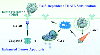 Graphical abstract: Biosynthetic cell membrane vesicles to enhance TRAIL-mediated apoptosis driven by photo-triggered oxidative stress