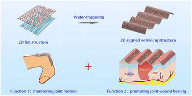 Graphical abstract: Bioinspired aligned wrinkling dressings for monitoring joint motion and promoting joint wound healing