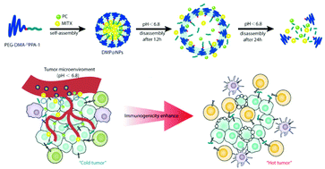 Graphical abstract: Co-delivery of proanthocyanidin and mitoxantrone induces synergistic immunogenic cell death to potentiate cancer immunotherapy