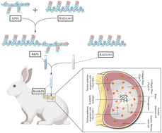 Graphical abstract: Functionalized self-assembling peptide RADKPS hydrogels promote regenerative repair of degenerated intervertebral discs