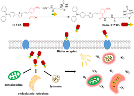 Graphical abstract: An AIE photosensitizer with unquenched fluorescence based on nitrobenzoic acid for tumor-targeting and image-guided photodynamic therapy