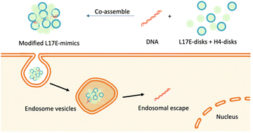 Graphical abstract: Fusogenic peptide modification to enhance gene delivery by peptide-DNA nano-coassemblies