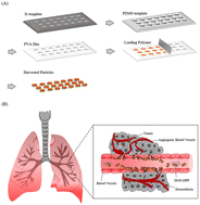 Graphical abstract: Improved survival rate and minimal side effects of doxorubicin for lung metastasis using engineered discoidal polymeric particles
