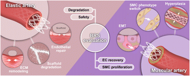 Graphical abstract: Crosstalk between arterial components and bioresorbable, 3-D printed poly-l-lactic acid scaffolds