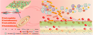 Graphical abstract: Well-designed two-fold crosslinked biological valve leaflets with heparin-loaded hydrogel coating for enhancing anticoagulation, endothelialization, and anticalcification