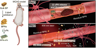 Graphical abstract: Urokinase loaded black phosphorus nanosheets for sequential thrombolysis and reactive oxygen species scavenging in ischemic stroke treatment