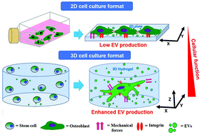 Graphical abstract: Well-orchestrated physico-chemical and biological factors for enhanced secretion of osteogenic and angiogenic extracellular vesicles by mesenchymal stem cells in a 3D culture format