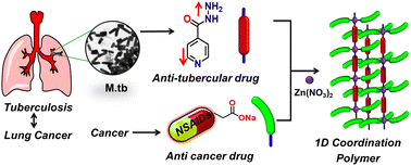 Graphical abstract: Designing coordination polymers as multi-drug-self-delivery systems for tuberculosis and cancer therapy: in vitro viability and in vivo toxicity assessment