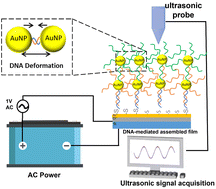 Graphical abstract: DNA-mediated assembly of a gold-nanoparticle film with controllable sonic behavior detected by novel electric-induced ultrasound