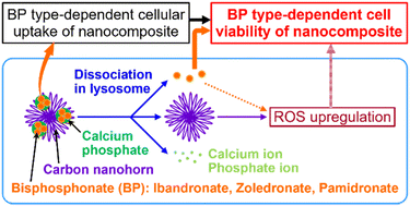 Graphical abstract: Bisphosphonate type-dependent cell viability suppressive effects of carbon nanohorn–calcium phosphate–bisphosphonate nanocomposites