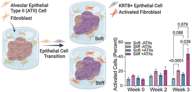 Graphical abstract: Alveolar epithelial cells and microenvironmental stiffness synergistically drive fibroblast activation in three-dimensional hydrogel lung models