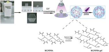 Graphical abstract: Photo-crosslinkable methacrylated konjac glucomannan (KGMMA) hydrogels as a promising bioink for 3D bioprinting