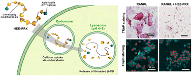 Graphical abstract: Mitigating RANKL-induced cholesterol overload in macrophages with β-cyclodextrin-threaded polyrotaxanes suppresses osteoclastogenesis