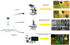Graphical abstract: Morphological studies of self-assembled cyclotides extracted from Viola odorata as novel versatile platforms in biomedical applications