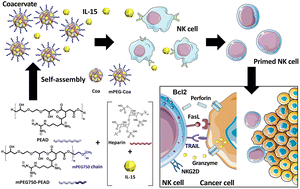 Graphical abstract: Enhanced anticancer efficacy of primed natural killer cells via coacervate-mediated exogenous interleukin-15 delivery
