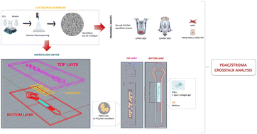 Graphical abstract: PDAC-on-chip for in vitro modeling of stromal and pancreatic cancer cell crosstalk
