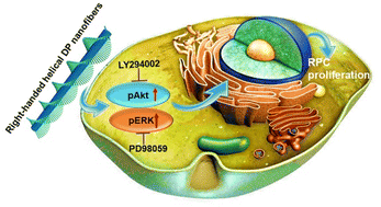 Graphical abstract: A chiral microenvironment promotes retinal progenitor cell proliferation by activating the Akt and ERK pathways