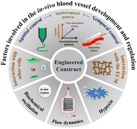 Graphical abstract: Manufacturing functional hydrogels for inducing angiogenic–osteogenic coupled progressions in hard tissue repairs: prospects and challenges