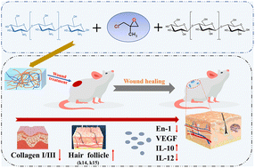 Graphical abstract: A hybrid hydrogel composed of chitin and β-glucan for the effective management of wound healing and scarring