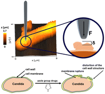 Graphical abstract: Scanning ion-conductance microscopy technique for studying the topography and mechanical properties of Candida parapsilosis yeast microorganisms