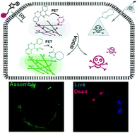 Graphical abstract: Intracellular fluorogenic supramolecular assemblies for self-reporting bioorthogonal prodrug activation